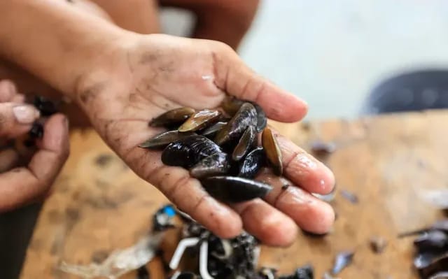 Por que o sururu está desaparecendo dos rios do Recife