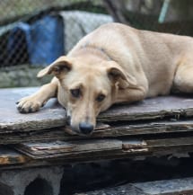 Câmara aprova suspensão da CNH para quem abandona animais usando veículo