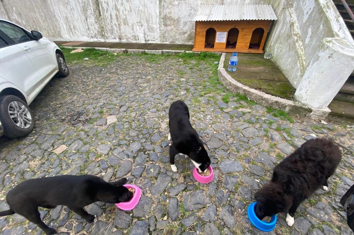 Retirada de casinhas para cães em Jaguarão leva prefeitura a anunciar regulamentação