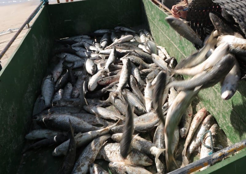 Curso de Pescador Profissional Nível 1 tem inscrições abertas até dia 14