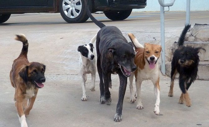 Vereadores de Araçatuba pedem censo sobre cães e gatos