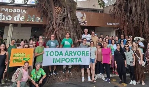 MP-GO pede suspensão imediata do corte de quatro gameleiras de 68 anos em Goiânia