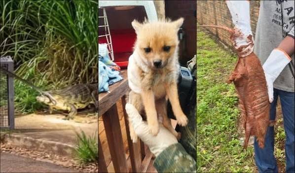 Fauna silvestre nas cidades: especialistas explicam o avanço de animais em áreas urbanas no Oeste Paulista
