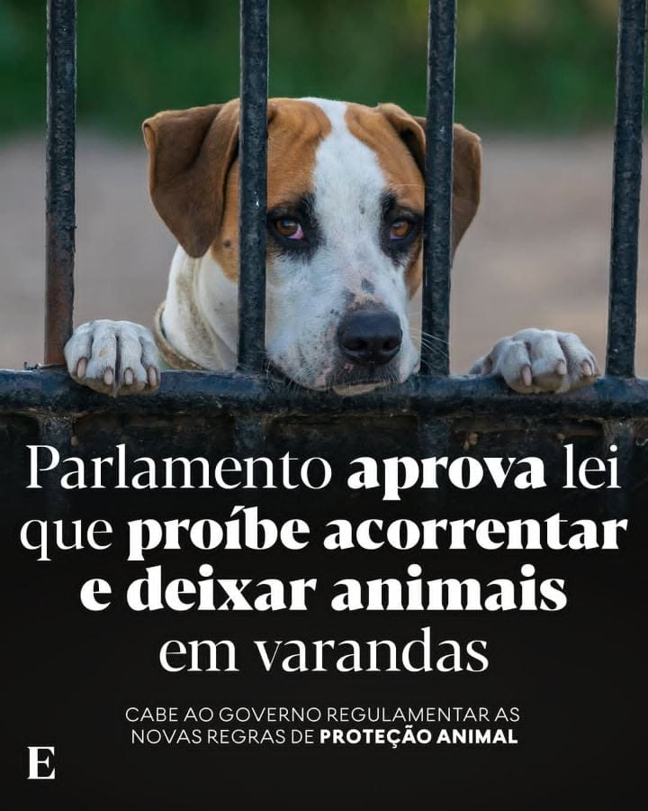 A Assembleia da República aprovou novas regras de proteção animal que proíbem manter animais acorrentados ou em varandas