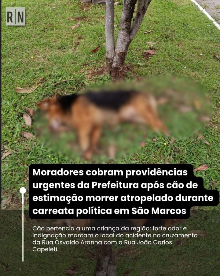 Um cão de estimação morreu atropelado na esquina da Rua Osvaldo Aranha com a Rua João Carlos Capeleti, no bairro São Mar