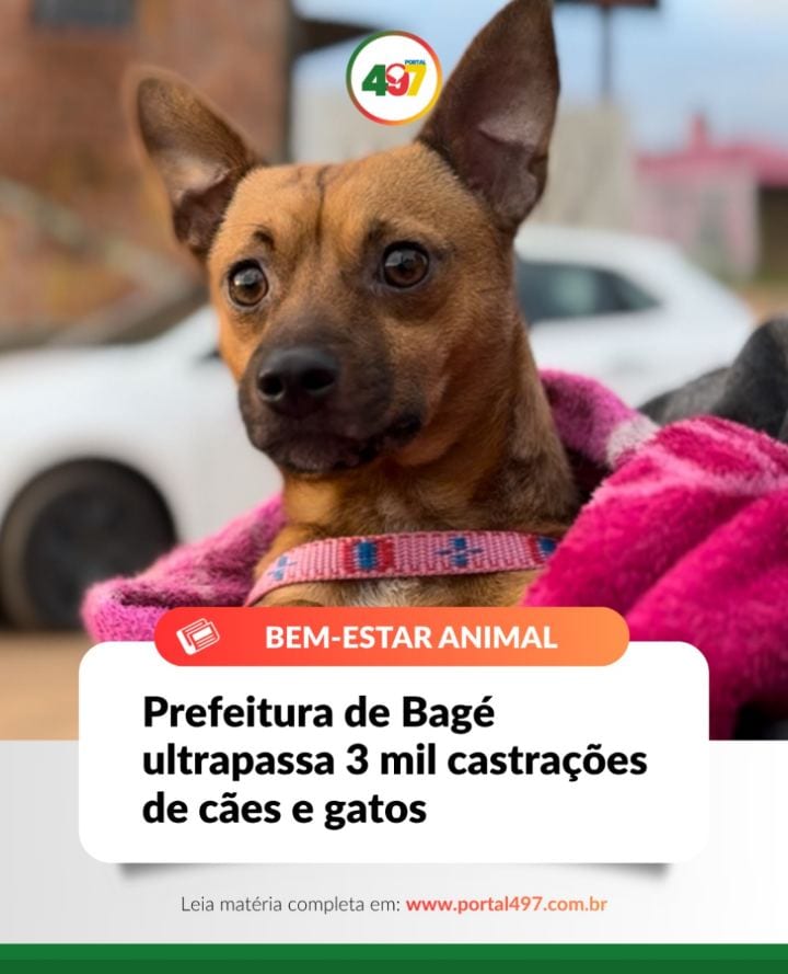 Bagé ultrapassou a marca de 3 mil castrações de cães e gatos realizadas pela Prefeitura, ampliando as ações de cuidado e