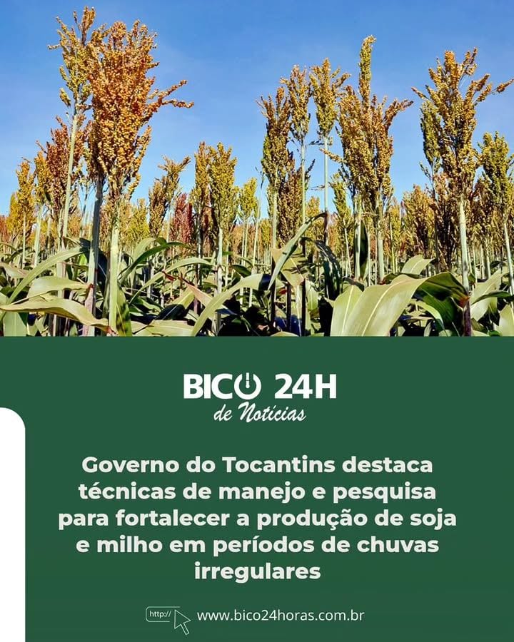 ESTRATÉGIAS PARA REDUZIR RISCOS CLIMÁTICOS E REFORÇAR PRODUÇÃO AGRÍCOLA / O Governo do Tocantins, por meio da Secretaria