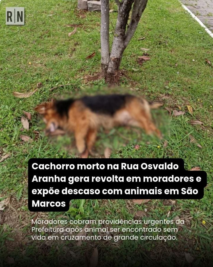 Moradores cobram providências urgentes da Prefeitura após animal ser encontrado sem vida em cruzamento de grande circula