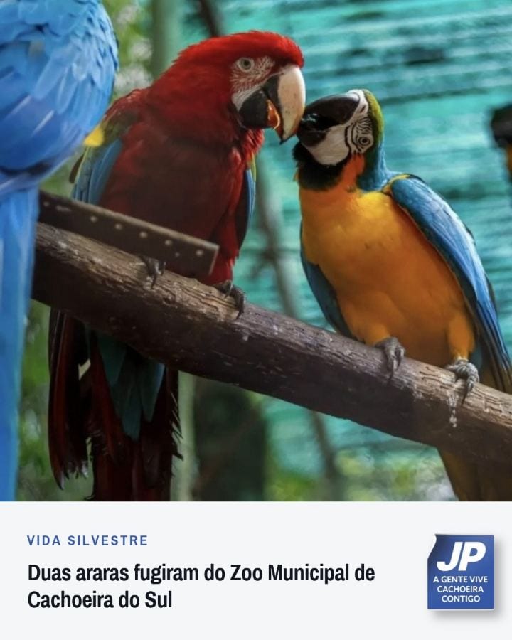 Duas araras fugiram do Zoológico Municipal de Cachoeira do Sul após abrirem a tela de proteção; Prefeitura mobiliza equi
